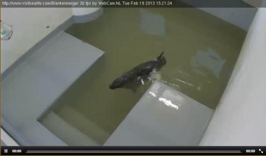 Live Streaming Seal House Animal Webcam, Belgium