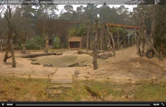 Live Streaming Elephant Webcam, Amersfoort Zoo, Holland