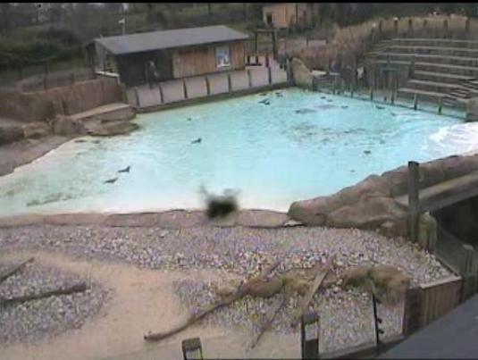 London Zoo Live Penguins Webcam London England
