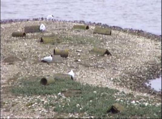 Brownsea Island Lagoon Birds Nature Webcam Poole Harbour Dorset