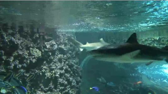 Bergen Aquarium Live Sharks Streaming Webcam Norway