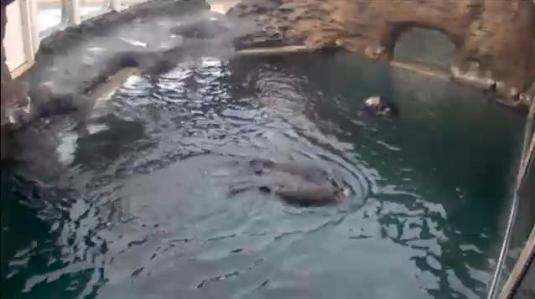 Seattle Aquarium Live Sea Otters Streaming Web Cam Seattle – Washington