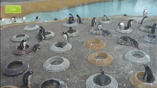 Penguin Cam Live Video Camera Edinburgh Zoo Edinburgh Scotland