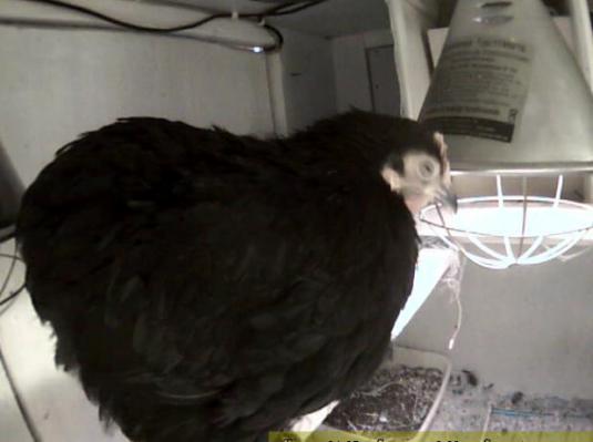 Live Pekin Bantam Hens Streaming Chicken Coop Webcam