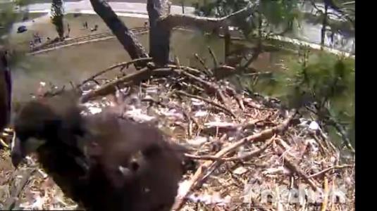 Live Bald Eagle Nest Eagle Cam North Fort Myers Florida