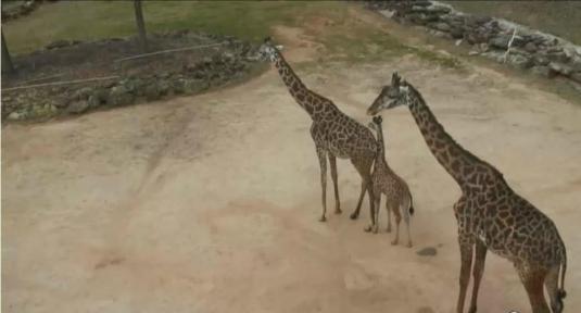 Greenville Zoo Live Streaming Giraffes Zoo Webcam Greenville City
