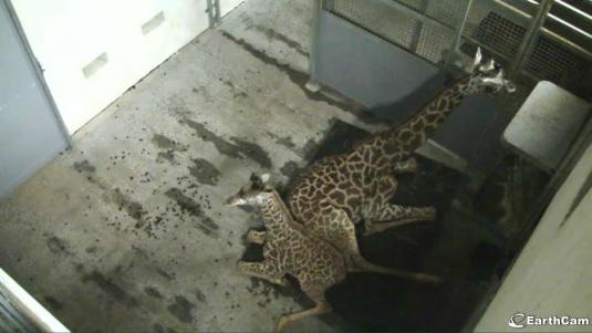 Live Masai Giraffes Zoo Webcam Stream Greenville Zoo Cam South Carolina