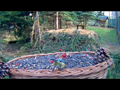 Makov Bird Sanctuary Streaming Birds Feeder Webcam Makov Czech Republic