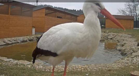 White Storks Live Streaming Birds Cam Makov Bird Sanctuary Czech Republic