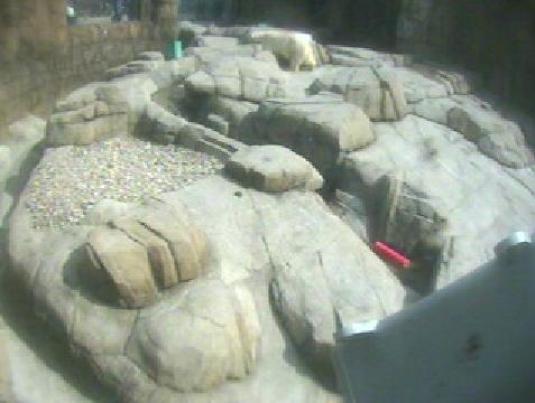 Pittsburgh Zoo and Aquarium Live Streaming Polar Bear Webcam