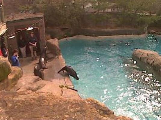 Pittsburgh Zoo and Aquarium Live Streaming Sea Lions Web Cam