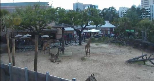 Live Giraffes Zoo Animal Webcam Houston Zoo Texas