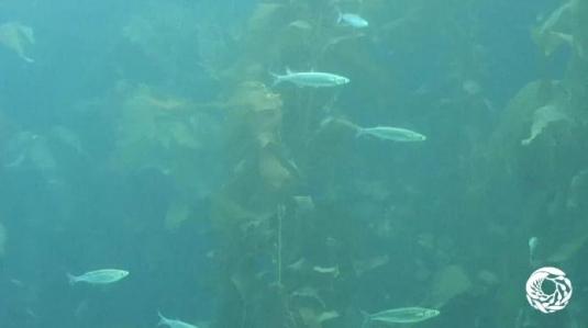 Monterey Bay Aquarium Kelp Forest Fish Webcam California