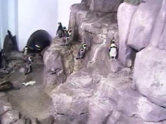 African Blackfooted Penquins Live Webcam Monterey Bay Aquarium California