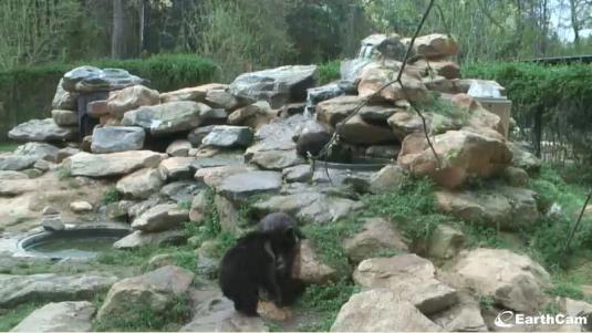 Hollywild Animal Park Live Bears Webcam Wellford South Carolina