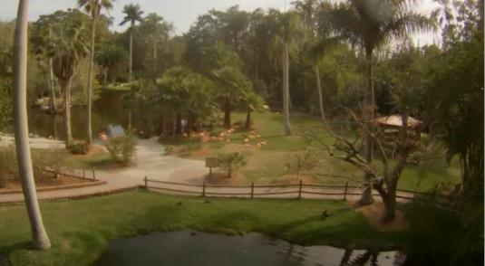 Sarasota Jungle Gardens Flamingos Live Streaming Webcam Florida