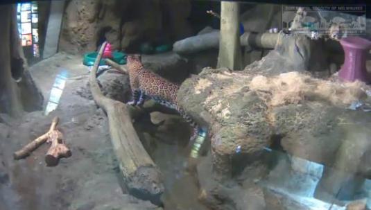 Milwaukee Zoo Jaguar Cubs Live Zoo Jaguar Animal Webcam