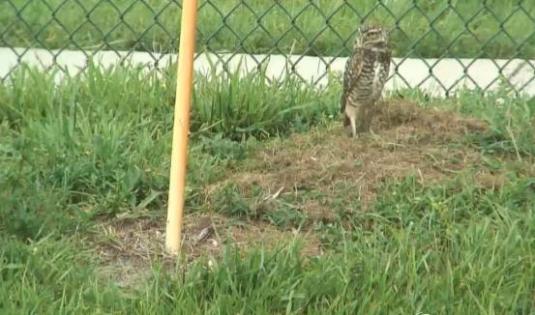 Burrowing Owls Live Streaming Birds Webcam Florida