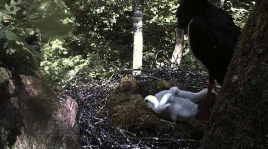 Black Stork Bird Nest Webcam Estonia