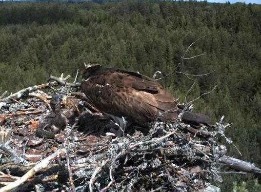 Ospreys Live Streaming Osprey Bird Nest Streaming Web Cam Latvia