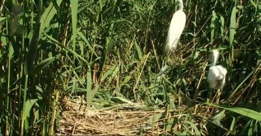 Great Egret Bird Watching Streaming Great White Heron Live Webcam