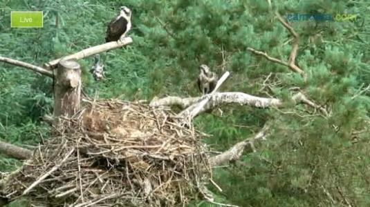 Tweed Valley Live Osprey Nest Bird of Prey Watching Webcam