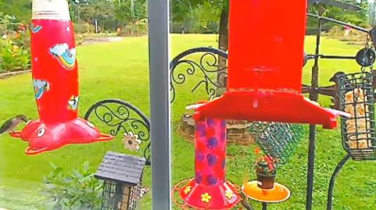 Hummingbirds Live Streaming Video Birds Web Cam Winston Georgia