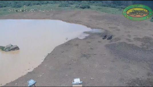 The Ark Safari Park Lodge Live Waterhole Animals Webcam Aberdale National Park Kenya