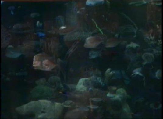 The Aquarium at the Silverton Hotel Live Las Vegas Webcam Nevada
