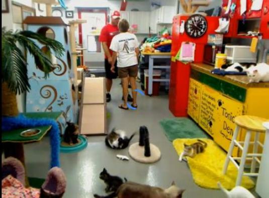 Friends of Felines Rescue Center 24/7 Kitty Webcam Defiance Ohio