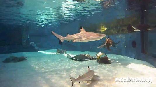 Aquarium of the Pacific Live Sharks Lagoon Tank HD Webcam