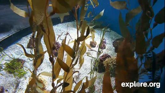 Weedy Seadragons Webcam Aquarium of the Pacific Long Beach California