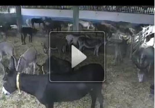 Donkey Sanctuary Webcam Slade House Farm Devon England