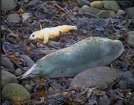Grey Seals Breeding Animal Webcam Orkney Islands Scotland