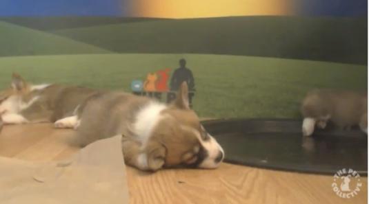 Corgi Puppies Live Streaming Animal Puppy Webcam