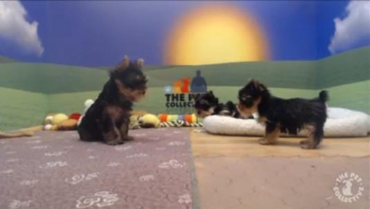 Yorkshire Terrier Puppy Live Streaming Animal Puppy Webcam