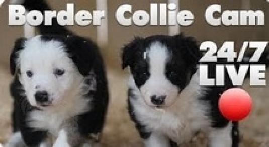 Border Collie Puppy Live Streaming Animal Puppy Webcam