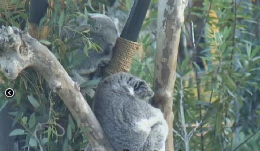 Koala Bears Live Streaming San Diego Zoo Animals Webcam