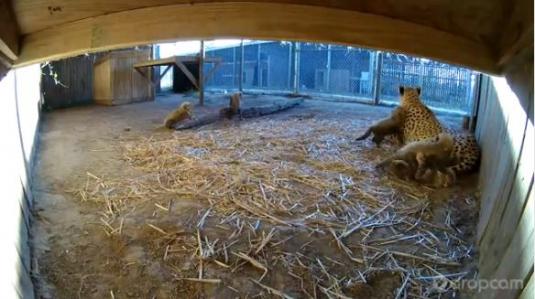 Cheetah Cubs Live Webcam Metro Richmond Zoo Virginia