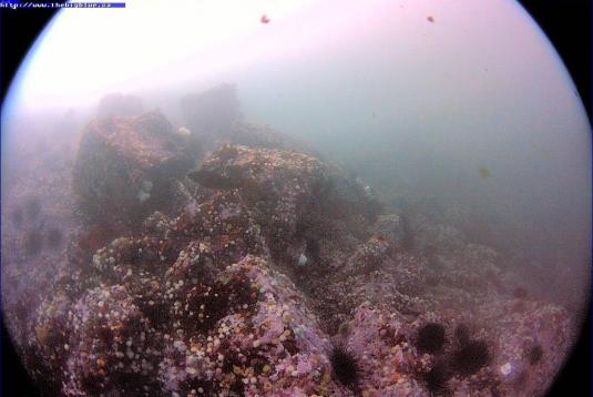 Race Rocks Underwater Coral Reef Webcam Juan de Fuca Strait Canada