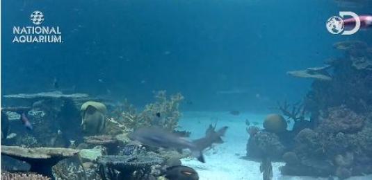 National Aquarium Baltimore Live Blacktip Reef Sharks Webcam