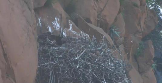 Black Eagle Live Streaming Eagles Nest Webcam