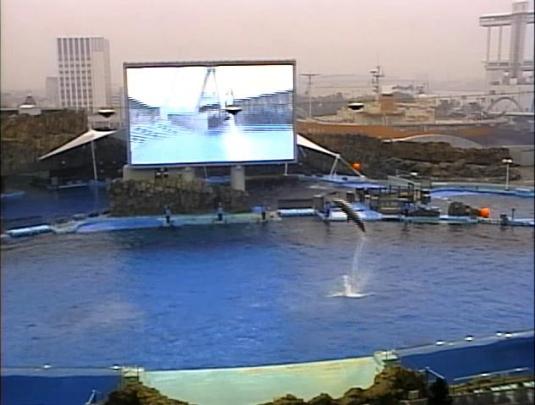 Dolphins Live Streaming Webcam Nagoya Aquarium Japan