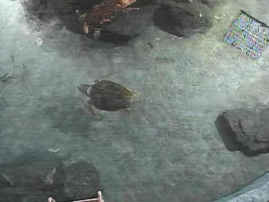 Loggerhead Sea Turtles Live Streaming Webcam Nagoya Aquarium Japan