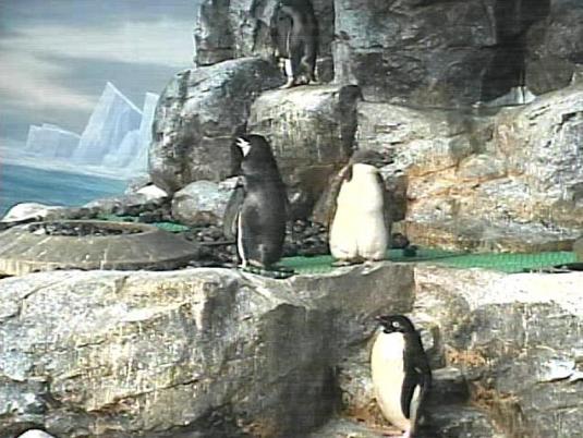 Atlantic Circle Penguins Live Streaming Penguins Webcam Nagoya Aquarium Japan