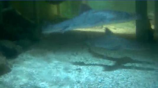 Lake District Coast Aquarium Live Sharks and Rays Webcam Cumbria