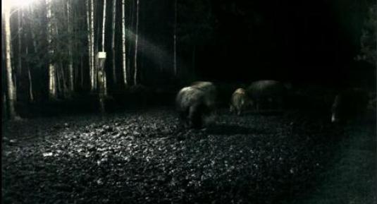 Wild Boar Streaming Animal Webcam Estonia