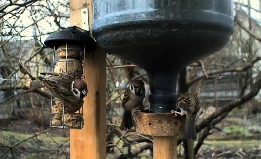 Bird Feeder Live Streaming Birds Webcam Otepää South Estonia