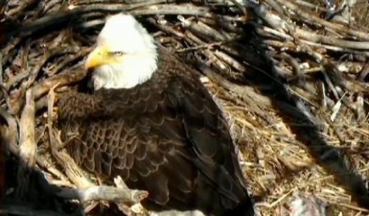 Bald Eagles Live Eagle Nest Streaming Webcam