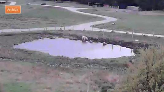 Live Polar Bears Highland Wildlife Park Solar Powered Streaming Webcam
